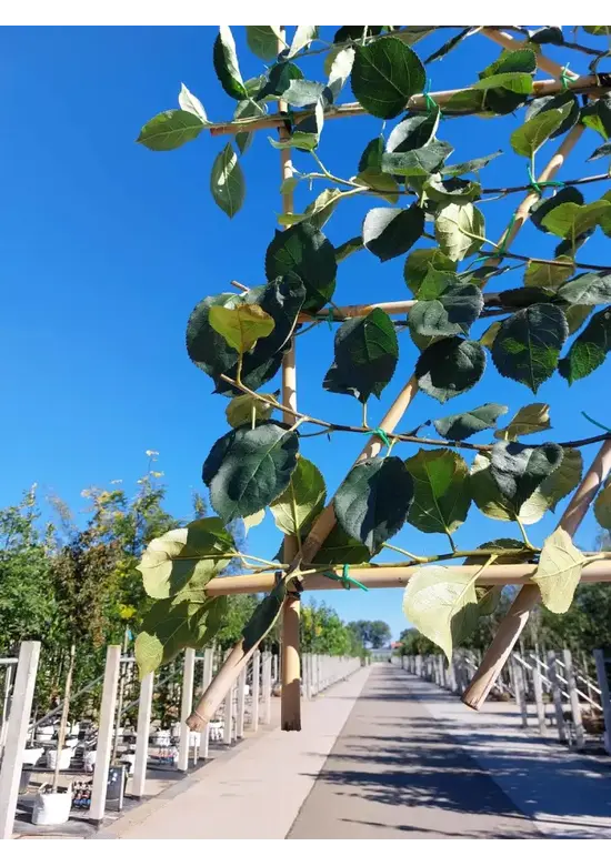 Apfel Spalierbaum 'Rode Boskoop' | Malus domestica 'Rode Boskoop'