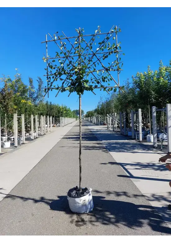 Pflaumenbaum Opal als Spalier | Prunus domestica ‘Opal'