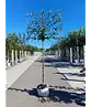 Pflaumenbaum Opal als Spalier | Prunus domestica ‘Opal'