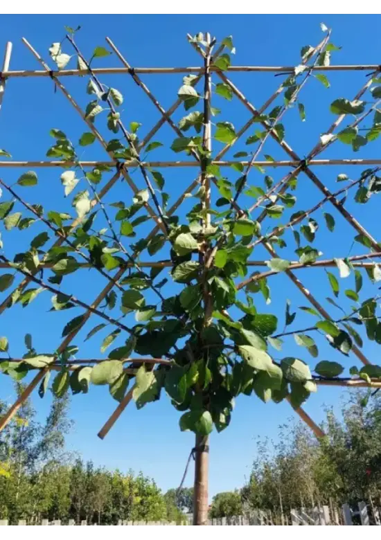 Pflaumenbaum Opal als Spalier | Prunus domestica ‘Opal'