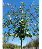 Pflaumenbaum Opal als Spalier | Prunus domestica ‘Opal'