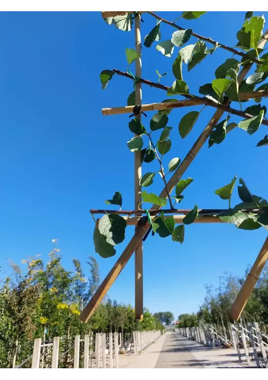 Pflaumenbaum Opal als Spalier | Prunus domestica ‘Opal'