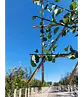 Pflaumenbaum Opal als Spalier | Prunus domestica ‘Opal'