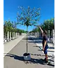 Pflaumenbaum Opal als Spalier | Prunus domestica ‘Opal'