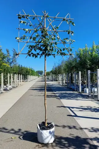 Pflaumenbaum ‘Victoria’ als Spalier | Prunus domestica ‘Victoria’ | Prunus d. ‘Victoria’