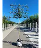Pflaumenbaum ‘Victoria’ als Spalier | Prunus domestica ‘Victoria’ | Prunus d. ‘Victoria’