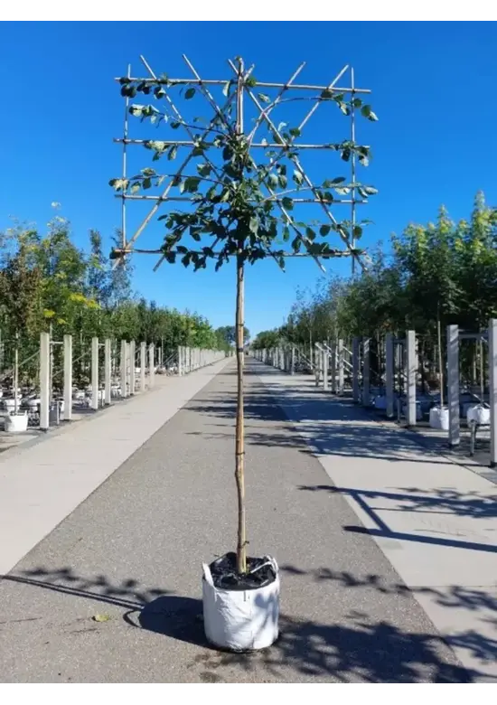 Pflaumenbaum ‘Victoria’ als Spalier | Prunus domestica ‘Victoria’ | Prunus d. ‘Victoria’