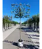 Pflaumenbaum ‘Victoria’ als Spalier | Prunus domestica ‘Victoria’ | Prunus d. ‘Victoria’