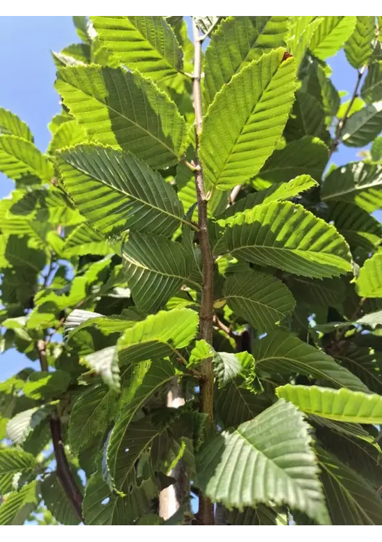 Hainbuche 'Lucas' Hochstamm | Carpinus betulus 'Lucas'