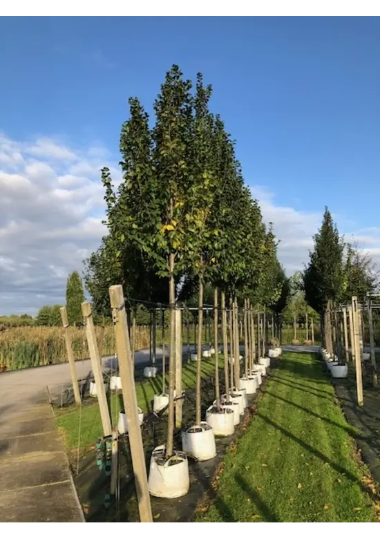 Hainbuche 'Lucas' Hochstamm | Carpinus betulus 'Lucas'