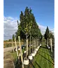 Hainbuche 'Lucas' Hochstamm | Carpinus betulus 'Lucas'