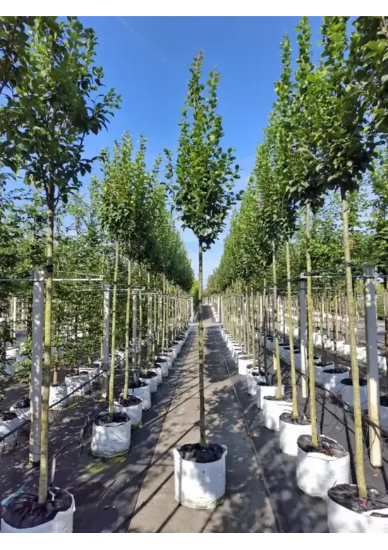 Hainbuche 'Lucas' Hochstamm | Carpinus betulus 'Lucas'