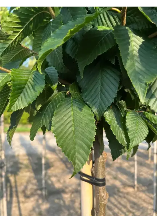 Hainbuche 'Lucas' Hochstamm | Carpinus betulus 'Lucas'
