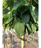 Hainbuche 'Lucas' Hochstamm | Carpinus betulus 'Lucas'