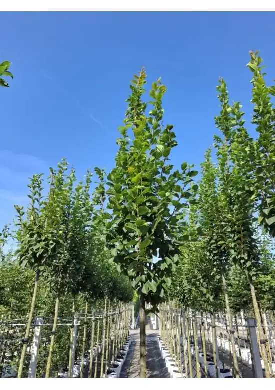 Hainbuche 'Lucas' Hochstamm | Carpinus betulus 'Lucas'