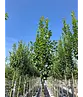 Hainbuche 'Lucas' Hochstamm | Carpinus betulus 'Lucas'