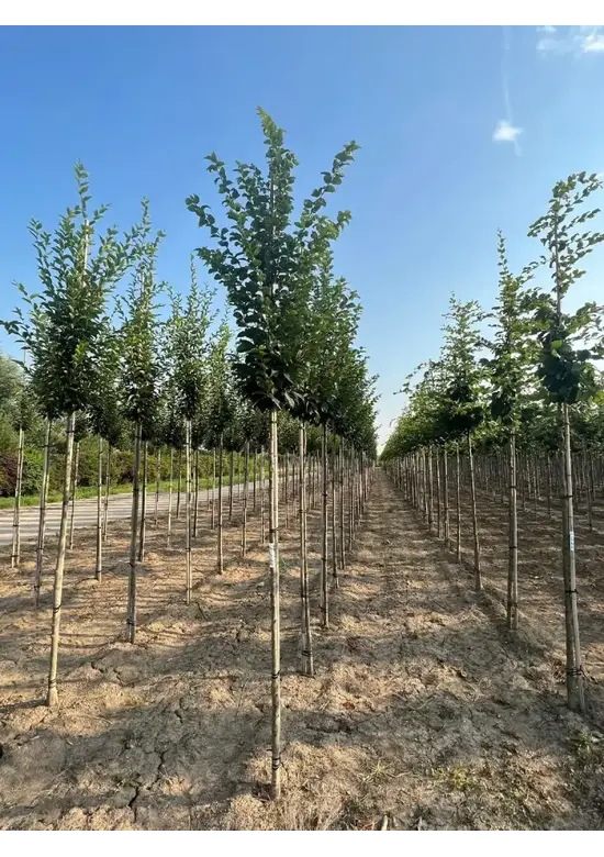 Hainbuche 'Lucas' Hochstamm | Carpinus betulus 'Lucas'