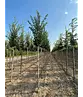 Hainbuche 'Lucas' Hochstamm | Carpinus betulus 'Lucas'
