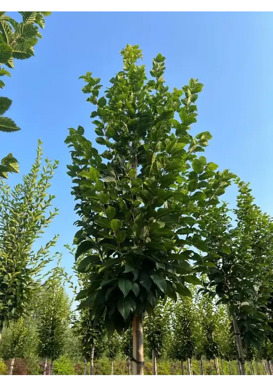 Hainbuche 'Lucas' Hochstamm | Carpinus betulus 'Lucas'