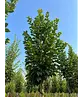 Hainbuche 'Lucas' Hochstamm | Carpinus betulus 'Lucas'