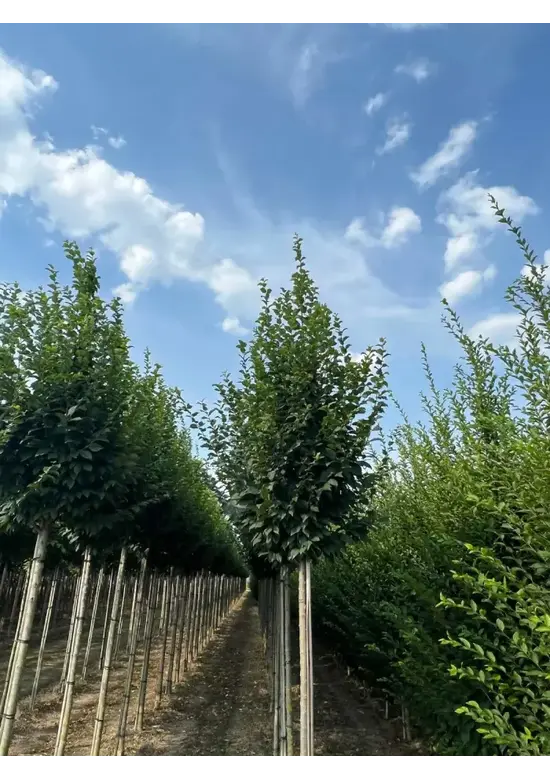Hainbuche 'Lucas' Hochstamm | Carpinus betulus 'Lucas'