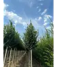 Hainbuche 'Lucas' Hochstamm | Carpinus betulus 'Lucas'