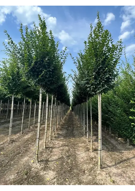 Hainbuche 'Lucas' Hochstamm | Carpinus betulus 'Lucas'