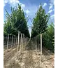 Hainbuche 'Lucas' Hochstamm | Carpinus betulus 'Lucas'