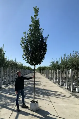 Hainbuche 'Lucas' Hochstamm | Carpinus betulus 'Lucas'