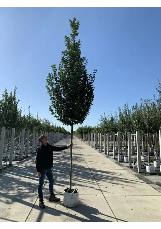Hainbuche 'Lucas' Hochstamm | Carpinus betulus 'Lucas'