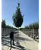 Hainbuche 'Lucas' Hochstamm | Carpinus betulus 'Lucas'