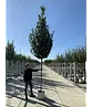 Hainbuche 'Lucas' Hochstamm | Carpinus betulus 'Lucas'