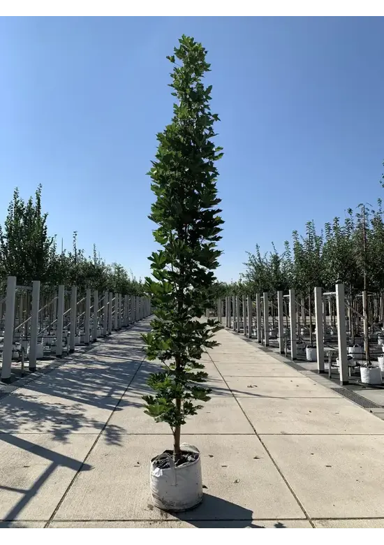 Mauritz-Spitzahorn 'Mauritz Upright'® | Acer platanoides 'Mauritz Upright' ® - Stammbusch