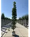 Mauritz-Spitzahorn 'Mauritz Upright'® | Acer platanoides 'Mauritz Upright' ® - Stammbusch