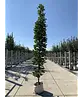 Mauritz-Spitzahorn 'Mauritz Upright'® | Acer platanoides 'Mauritz Upright' ® - Stammbusch