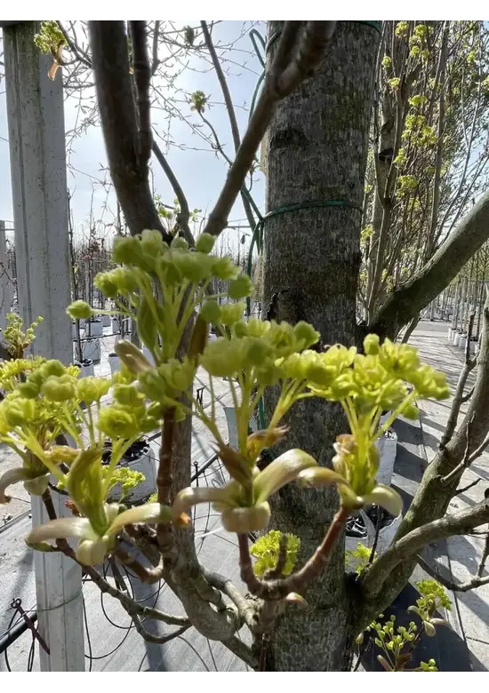 Mauritz-Spitzahorn 'Mauritz Upright'® | Acer platanoides 'Mauritz Upright' ® - Stammbusch