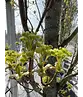 Mauritz-Spitzahorn 'Mauritz Upright'® | Acer platanoides 'Mauritz Upright' ® - Stammbusch
