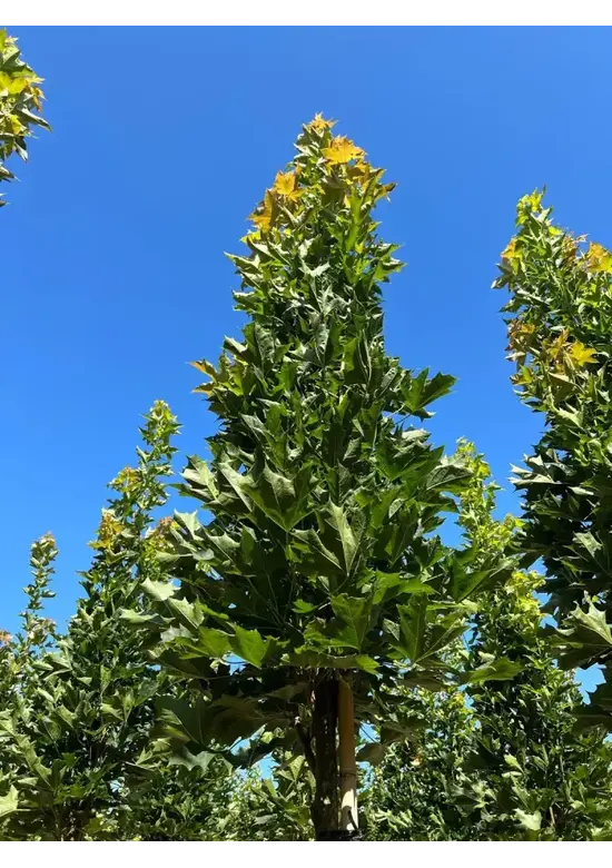 Mauritz-Spitzahorn 'Mauritz Upright'® | Acer platanoides 'Mauritz Upright' ® - Stammbusch