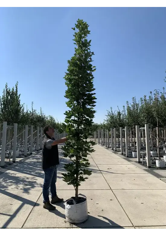 Mauritz-Spitzahorn 'Mauritz Upright'® | Acer platanoides 'Mauritz Upright' ® - Stammbusch