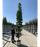 Mauritz-Spitzahorn 'Mauritz Upright'® | Acer platanoides 'Mauritz Upright' ® - Stammbusch
