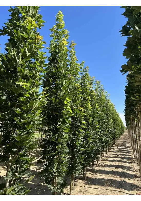 Mauritz-Spitzahorn 'Mauritz Upright'® | Acer platanoides 'Mauritz Upright' ® - Stammbusch