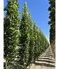Mauritz-Spitzahorn 'Mauritz Upright'® | Acer platanoides 'Mauritz Upright' ® - Stammbusch