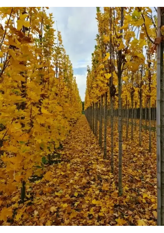 Mauritz-Spitzahorn 'Mauritz Upright'® | Acer platanoides 'Mauritz Upright' ® - Stammbusch