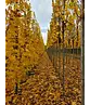 Mauritz-Spitzahorn 'Mauritz Upright'® | Acer platanoides 'Mauritz Upright' ® - Stammbusch
