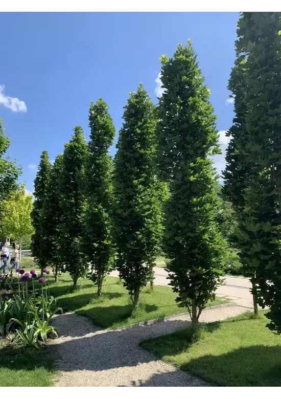 Mauritz-Spitzahorn 'Mauritz Upright'® | Acer platanoides 'Mauritz Upright' ® - Stammbusch