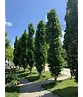 Mauritz-Spitzahorn 'Mauritz Upright'® | Acer platanoides 'Mauritz Upright' ® - Stammbusch