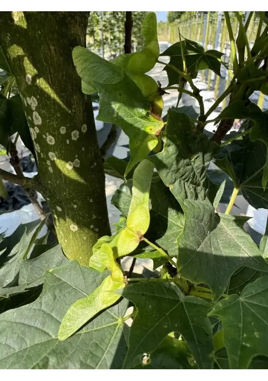 Mauritz-Spitzahorn 'Mauritz Upright'® | Acer platanoides 'Mauritz Upright' ® - Stammbusch