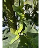 Mauritz-Spitzahorn 'Mauritz Upright'® | Acer platanoides 'Mauritz Upright' ® - Stammbusch