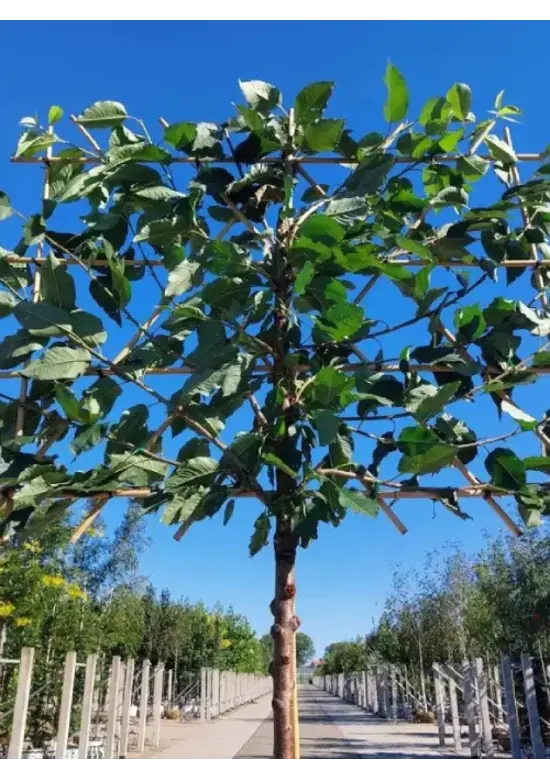 Süßkirsche 'Kordia' Spalierbaum | Prunus avium 'Kordia'