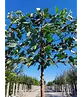 Süßkirsche 'Kordia' Spalierbaum | Prunus avium 'Kordia'